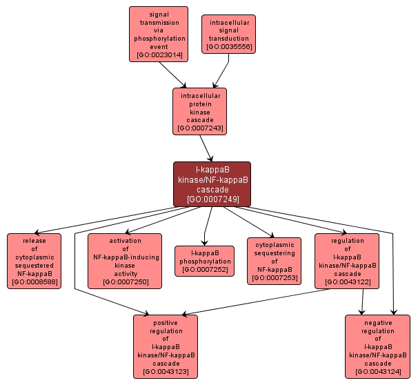 GO:0007249 - I-kappaB kinase/NF-kappaB cascade (interactive image map)