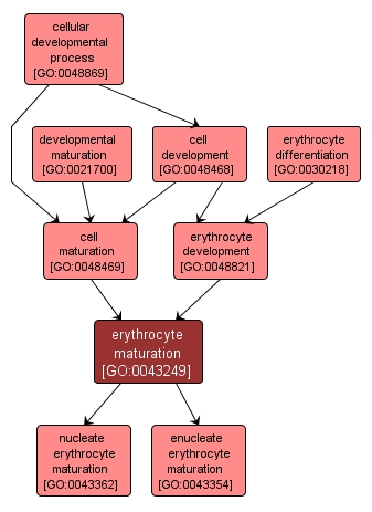 GO:0043249 - erythrocyte maturation (interactive image map)