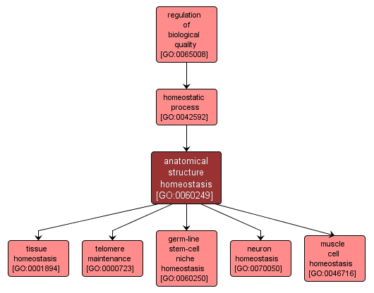 GO:0060249 - anatomical structure homeostasis (interactive image map)