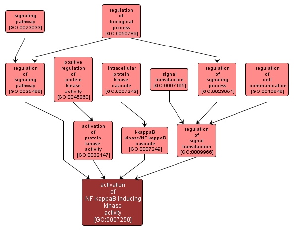 GO:0007250 - activation of NF-kappaB-inducing kinase activity (interactive image map)