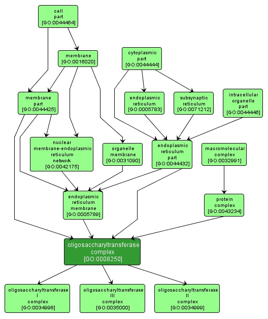 GO:0008250 - oligosaccharyltransferase complex (interactive image map)