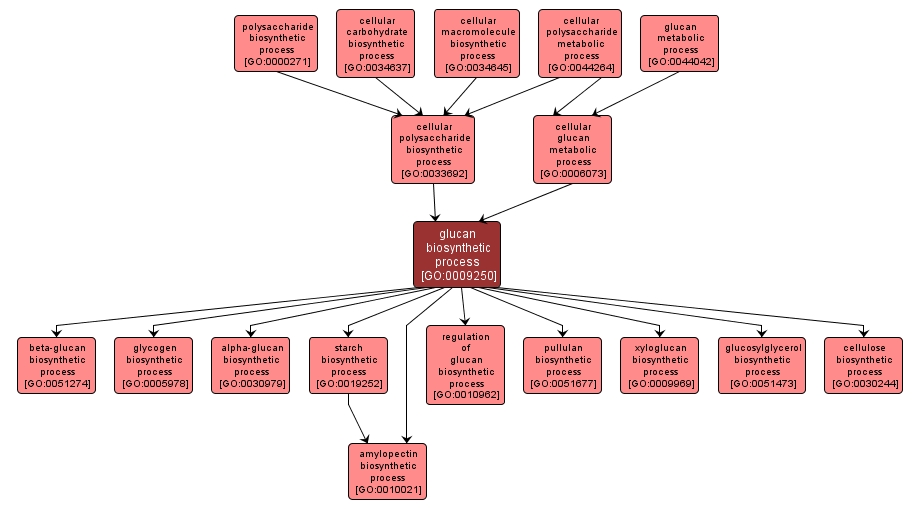 GO:0009250 - glucan biosynthetic process (interactive image map)