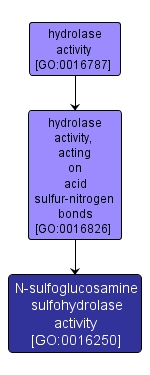 GO:0016250 - N-sulfoglucosamine sulfohydrolase activity (interactive image map)