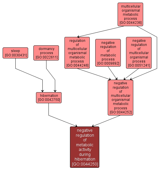 GO:0044250 - negative regulation of metabolic activity during hibernation (interactive image map)