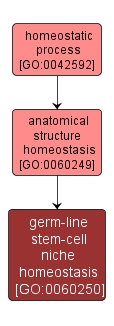 GO:0060250 - germ-line stem-cell niche homeostasis (interactive image map)