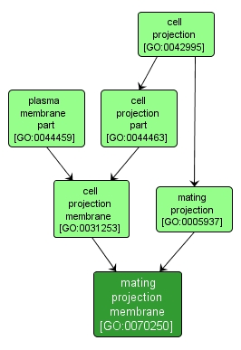 GO:0070250 - mating projection membrane (interactive image map)