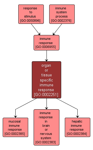 GO:0002251 - organ or tissue specific immune response (interactive image map)