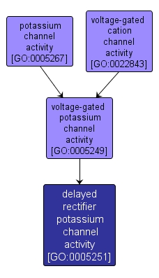 GO:0005251 - delayed rectifier potassium channel activity (interactive image map)