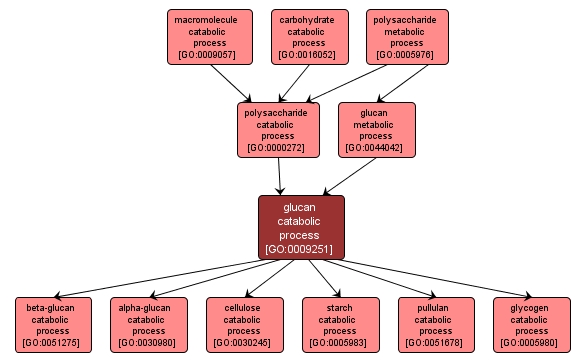 GO:0009251 - glucan catabolic process (interactive image map)