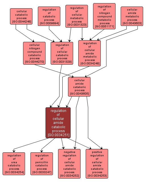 GO:0034251 - regulation of cellular amide catabolic process (interactive image map)