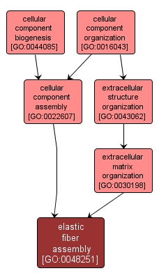 GO:0048251 - elastic fiber assembly (interactive image map)