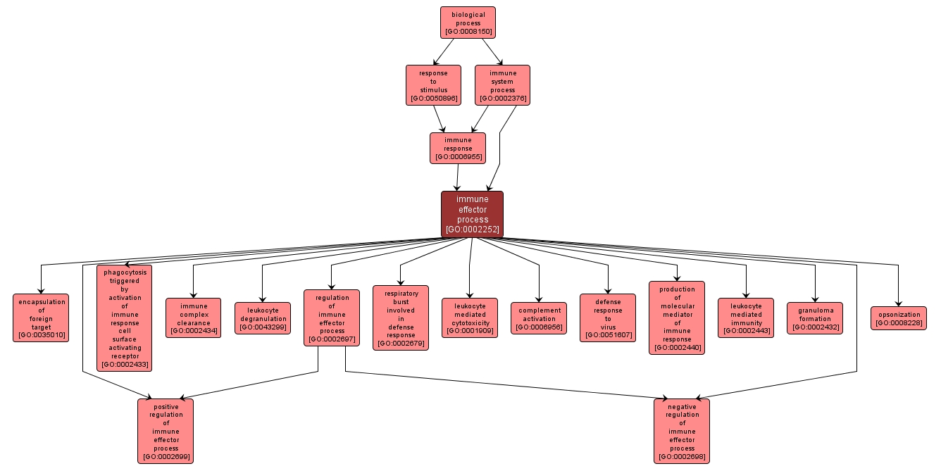 GO:0002252 - immune effector process (interactive image map)