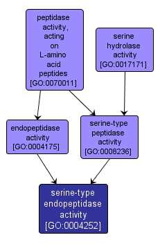 GO:0004252 - serine-type endopeptidase activity (interactive image map)