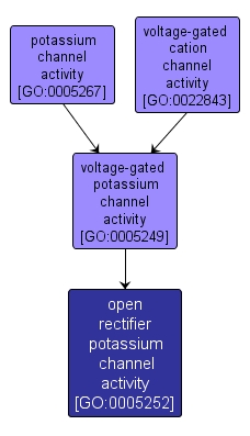 GO:0005252 - open rectifier potassium channel activity (interactive image map)