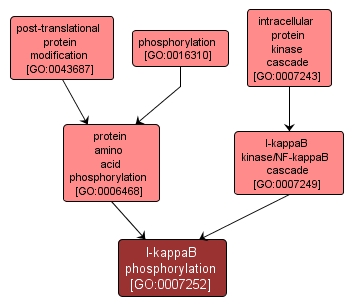 GO:0007252 - I-kappaB phosphorylation (interactive image map)