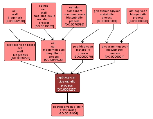 GO:0009252 - peptidoglycan biosynthetic process (interactive image map)