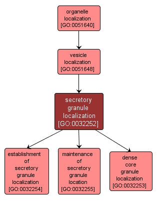 GO:0032252 - secretory granule localization (interactive image map)