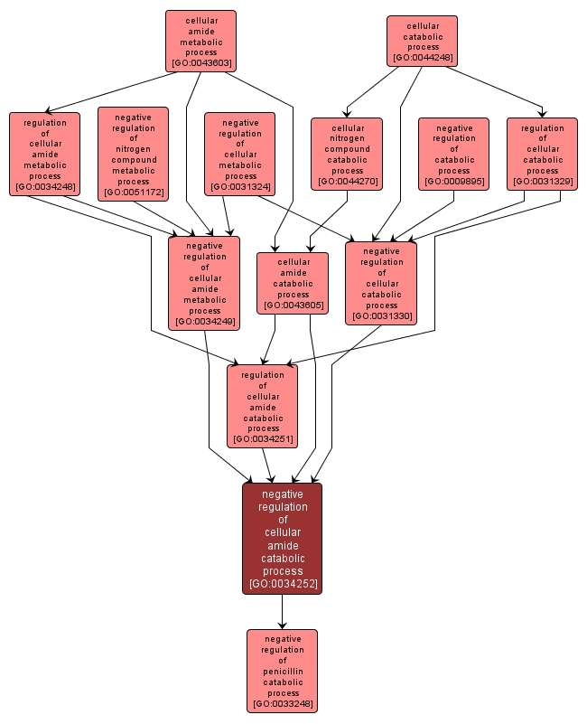 GO:0034252 - negative regulation of cellular amide catabolic process (interactive image map)