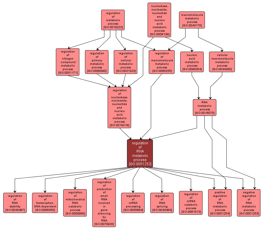 GO:0051252 - regulation of RNA metabolic process (interactive image map)