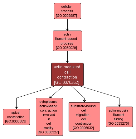 GO:0070252 - actin-mediated cell contraction (interactive image map)
