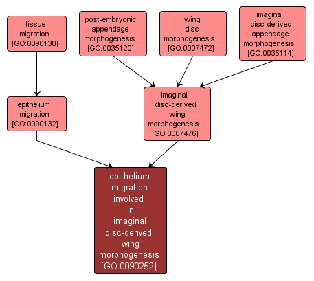 GO:0090252 - epithelium migration involved in imaginal disc-derived wing morphogenesis (interactive image map)