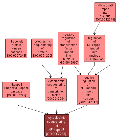 GO:0007253 - cytoplasmic sequestering of NF-kappaB (interactive image map)