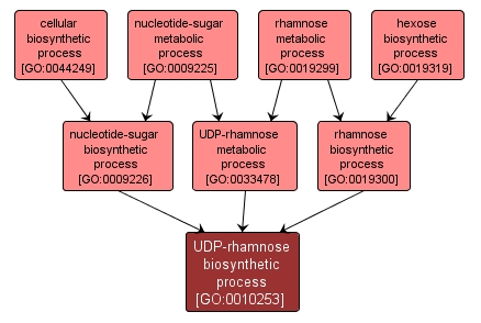GO:0010253 - UDP-rhamnose biosynthetic process (interactive image map)
