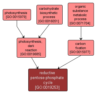 GO:0019253 - reductive pentose-phosphate cycle (interactive image map)