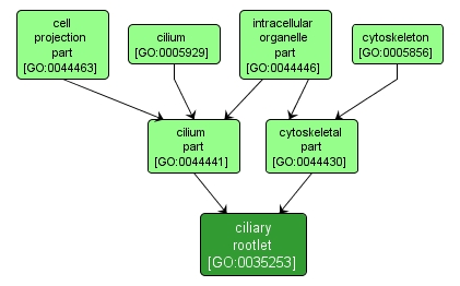 GO:0035253 - ciliary rootlet (interactive image map)