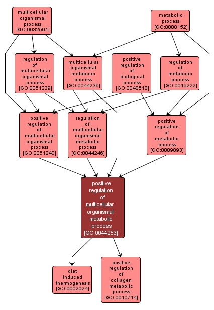 GO:0044253 - positive regulation of multicellular organismal metabolic process (interactive image map)