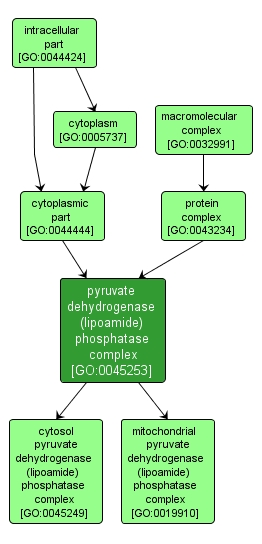 GO:0045253 - pyruvate dehydrogenase (lipoamide) phosphatase complex (interactive image map)