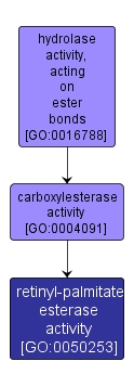 GO:0050253 - retinyl-palmitate esterase activity (interactive image map)