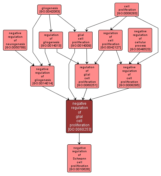 GO:0060253 - negative regulation of glial cell proliferation (interactive image map)