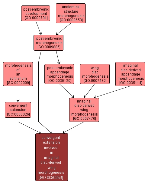GO:0090253 - convergent extension involved in imaginal disc-derived wing morphogenesis (interactive image map)