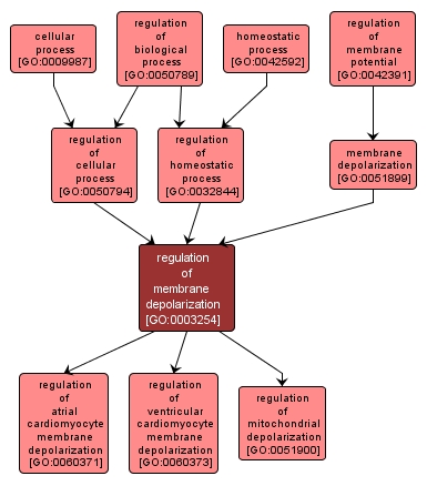 GO:0003254 - regulation of membrane depolarization (interactive image map)