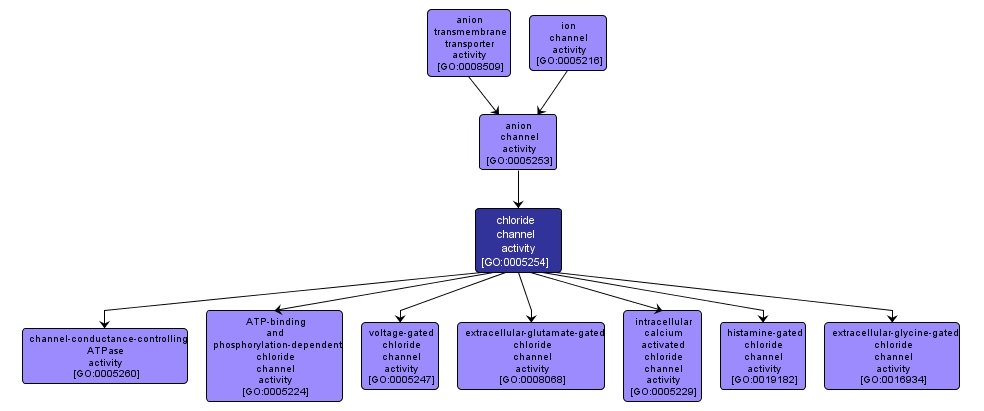 GO:0005254 - chloride channel activity (interactive image map)