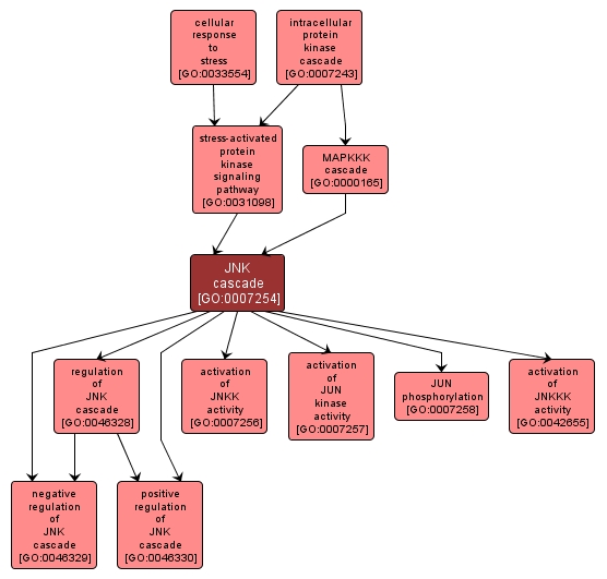 GO:0007254 - JNK cascade (interactive image map)