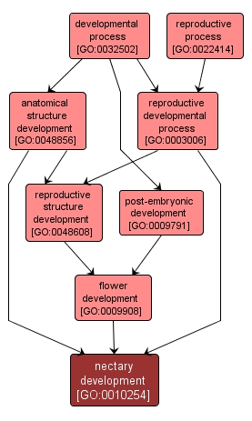 GO:0010254 - nectary development (interactive image map)