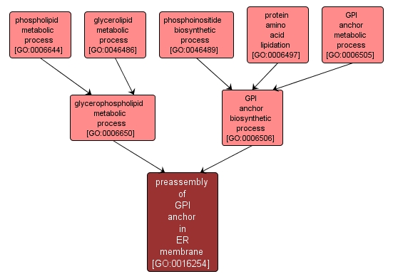 GO:0016254 - preassembly of GPI anchor in ER membrane (interactive image map)