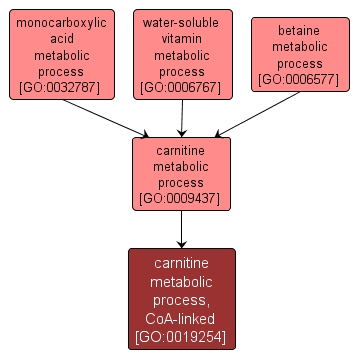 GO:0019254 - carnitine metabolic process, CoA-linked (interactive image map)
