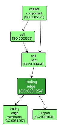 GO:0031254 - trailing edge (interactive image map)