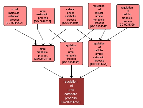 GO:0034254 - regulation of urea catabolic process (interactive image map)
