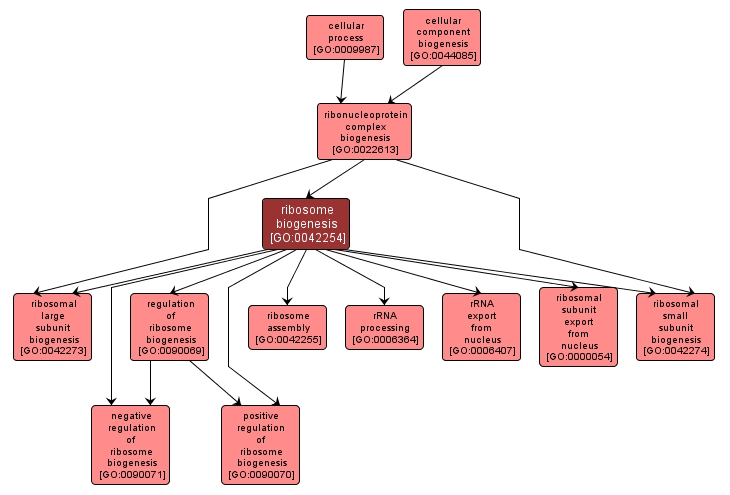 GO:0042254 - ribosome biogenesis (interactive image map)