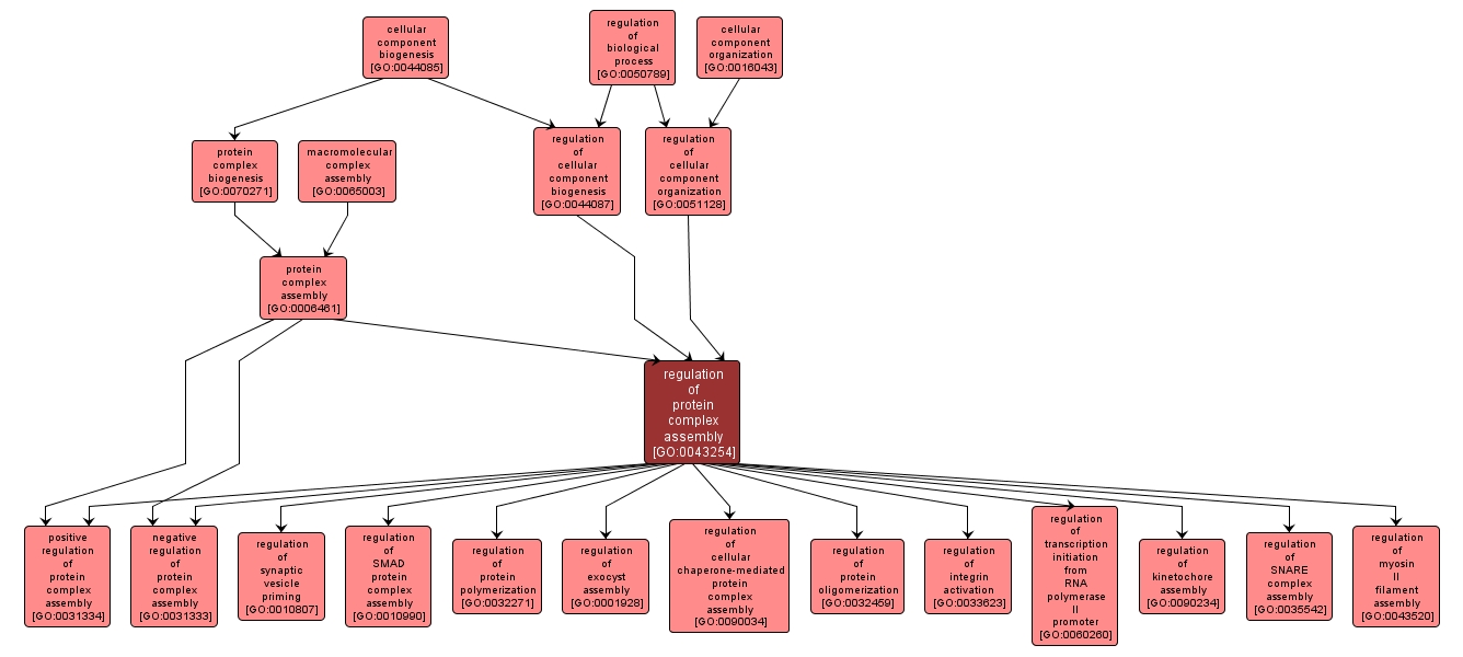 GO:0043254 - regulation of protein complex assembly (interactive image map)