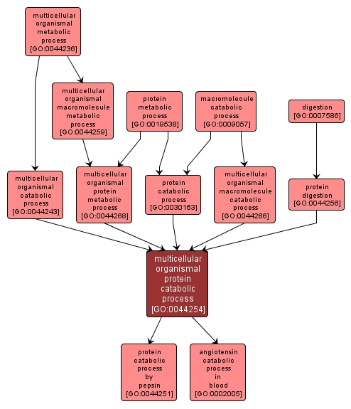 GO:0044254 - multicellular organismal protein catabolic process (interactive image map)