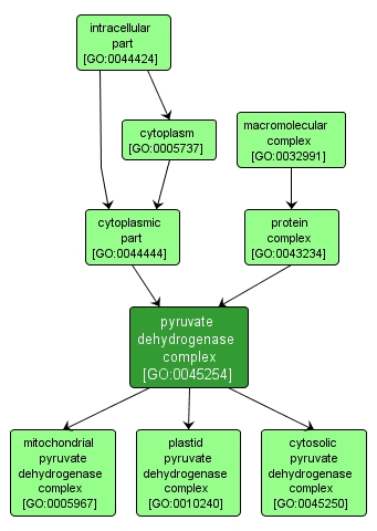 GO:0045254 - pyruvate dehydrogenase complex (interactive image map)