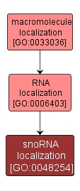 GO:0048254 - snoRNA localization (interactive image map)