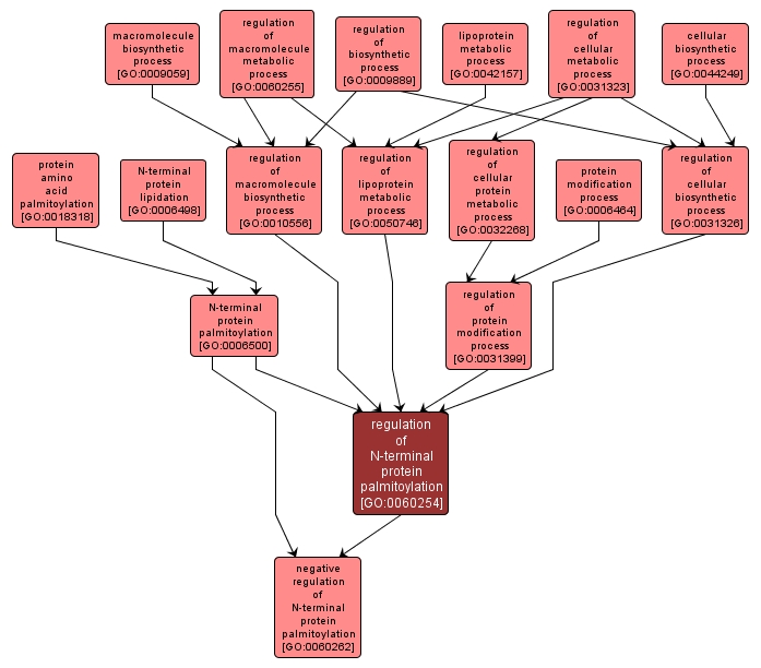 GO:0060254 - regulation of N-terminal protein palmitoylation (interactive image map)