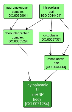 GO:0071254 - cytoplasmic U snRNP body (interactive image map)