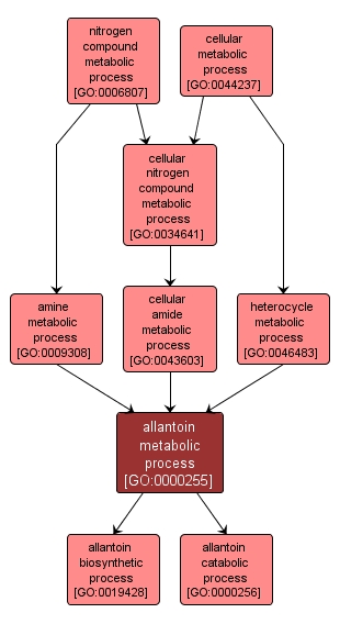 GO:0000255 - allantoin metabolic process (interactive image map)
